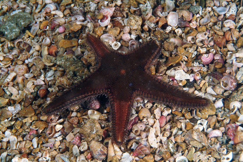 Astropecten spinulosus (Philippi, 1837)